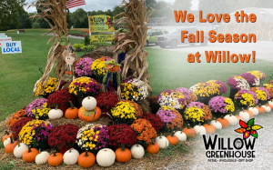 Mums, Fresh Produce and More at Willow Greenhouse