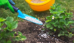 Stop Starving Your Plants: Making a Case for Fertilizer