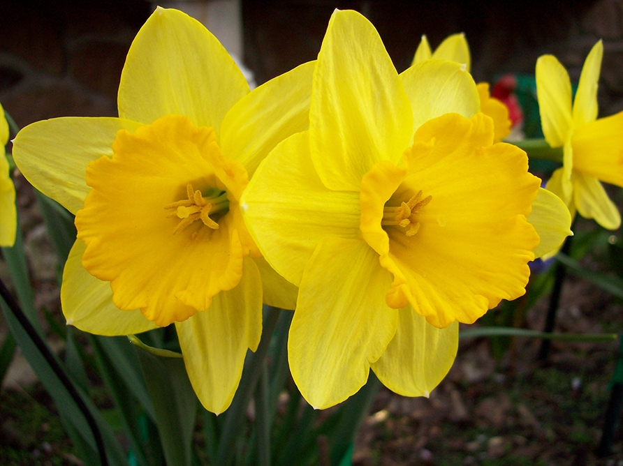 Embrace Spring with Blooms, Bulbs, and Seeds