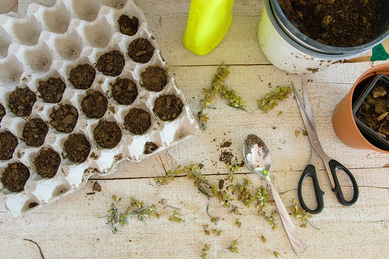 Starting Seeds Indoors 101