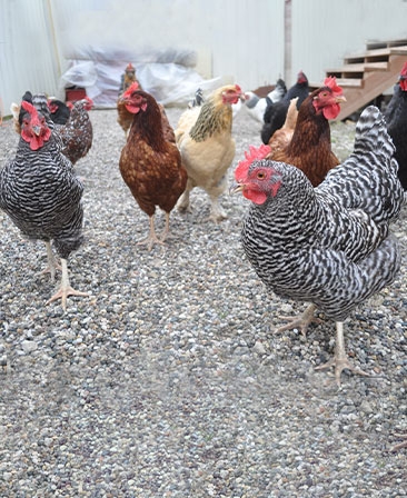 <p>Chickens roam the Willow Greenhouse property freely. They help fertilize the grounds and provide fresh eggs!</p>