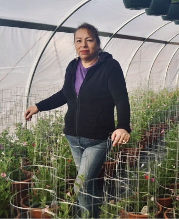 <p>Theresa has been learning about and working with plants for 32 years. She has been working for Willow Greenhouse since 2018. Theresa oversees the planting and production schedule of all of our annuals as well as is the chief propagator in the greenhouse. In addition, she is gifted in her artistry with plants, making beautiful custom-made pots and arrangements for our customers. She is known for her exquisite patio pots for all seasons, as well as for her bonsaied Petunia, Begonia, and Fuchsia trees and for her always bright smile.</p>
<p><strong>Fun Fact: Angeles always scares Theresa at work with bugs and snakes.</strong></p>