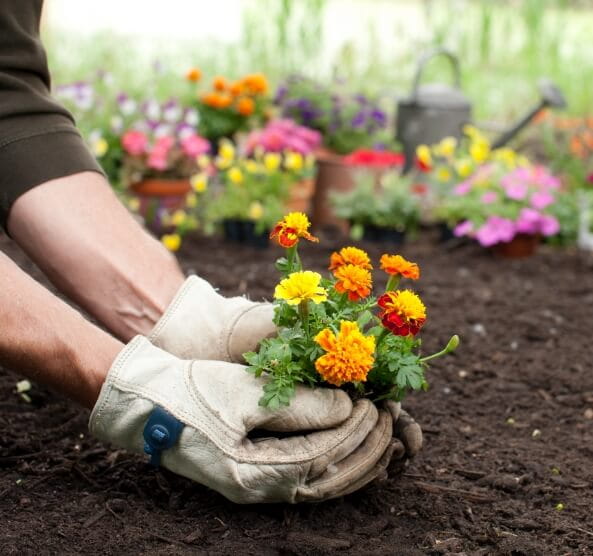 Local Greenhouse & Nursery | Northville, MI | Willow Greenhouse - GlovesClub