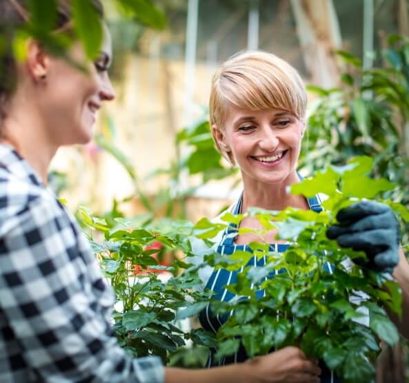 Local Greenhouse & Nursery | Northville, MI | Willow Greenhouse - home-1